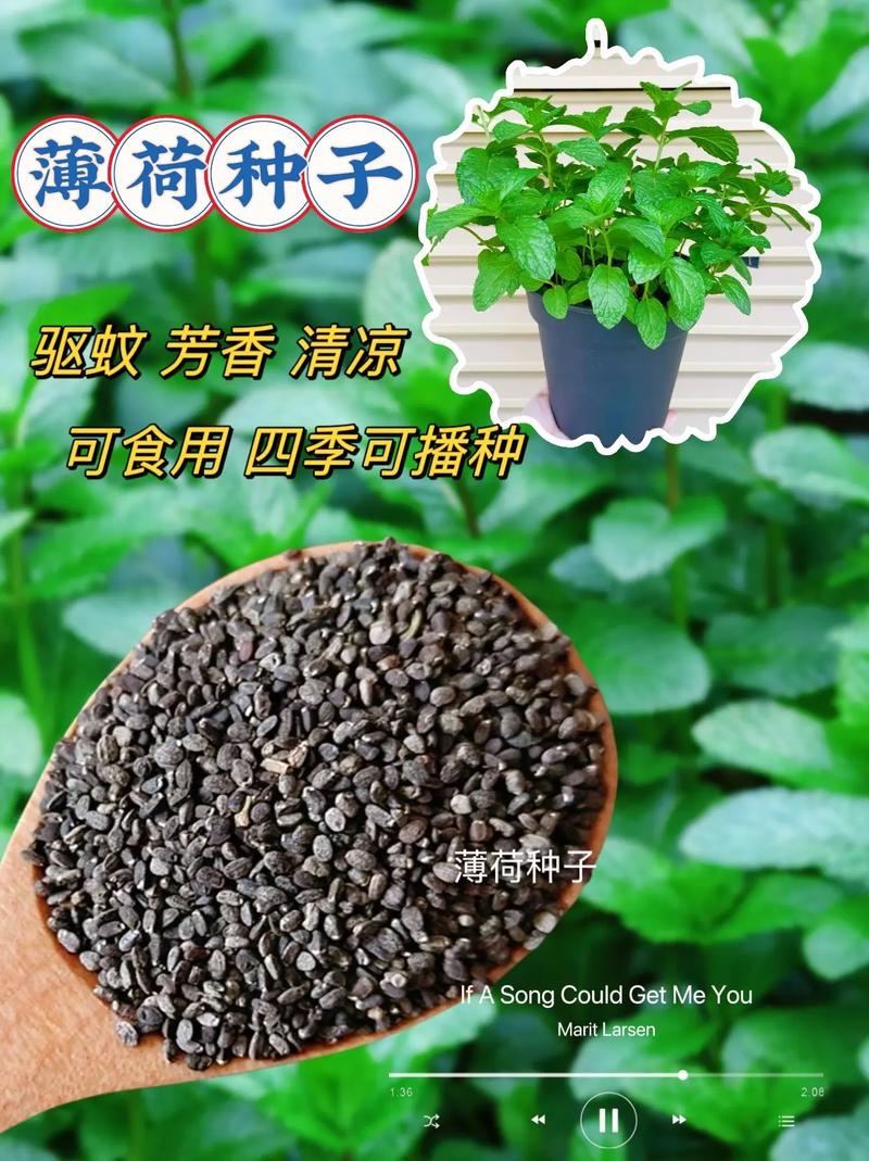 薄荷的种植：从种子到茂盛的绿色之旅