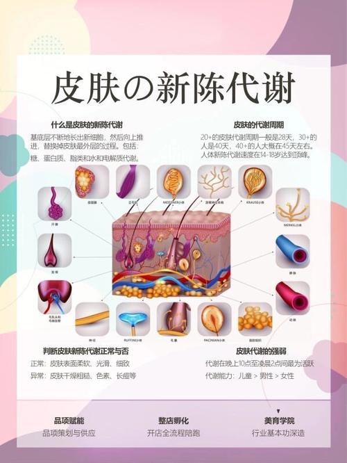 详细阅读:身体肌肤新陈代谢:生命律动的奇妙之旅 身体肌肤新陈代谢:生命律动的奇妙之旅