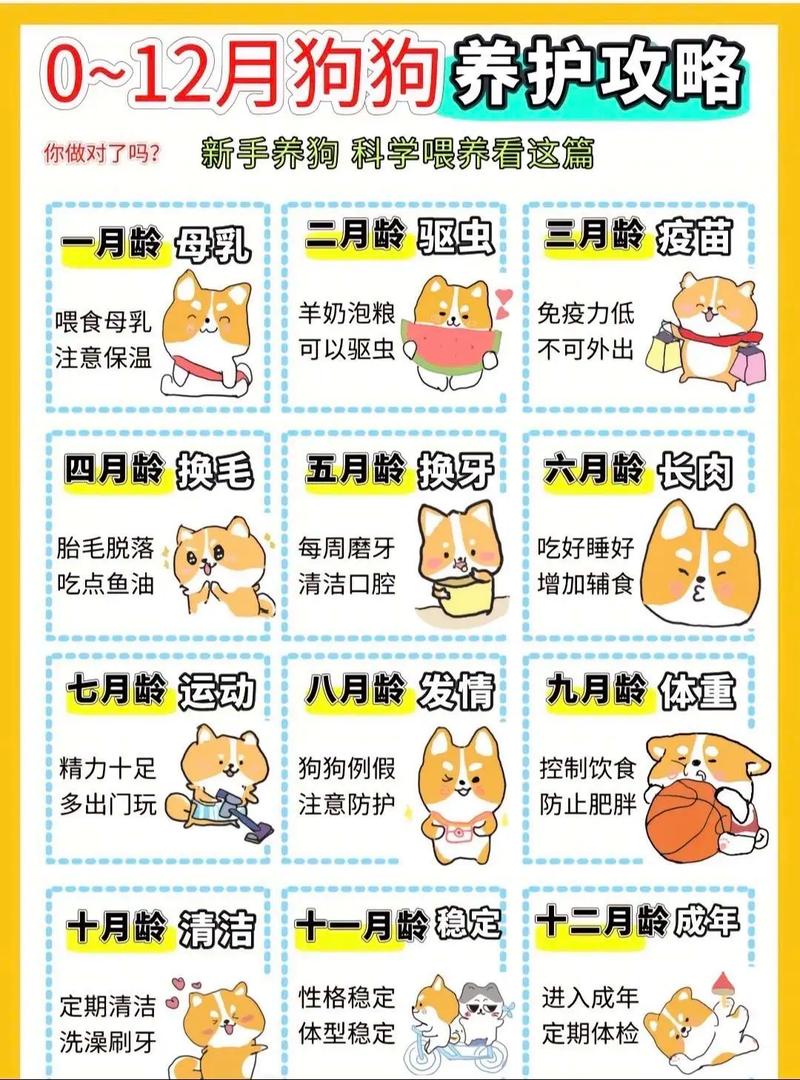 全面解析狗狗日常护理，让爱犬健康快乐伴你同行