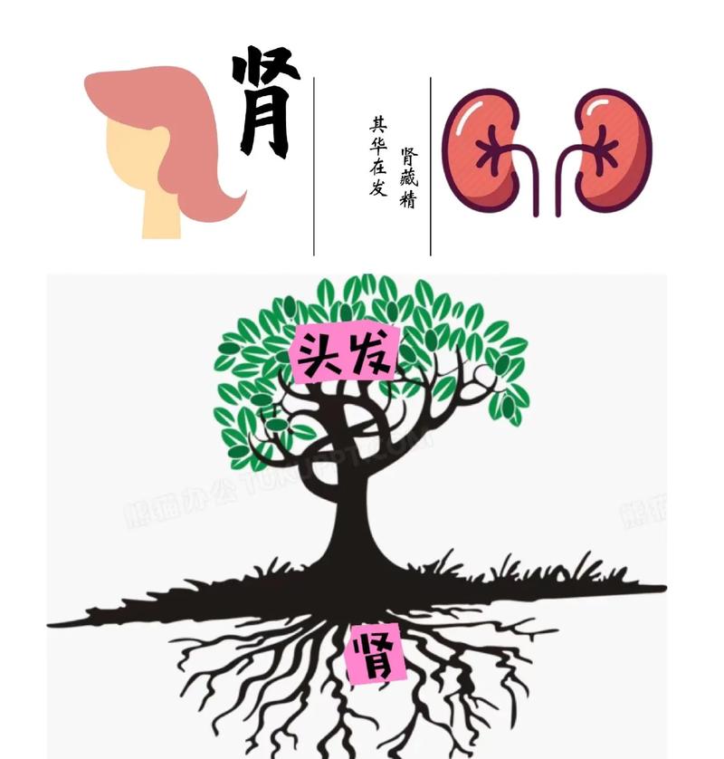 详细阅读:肾功能:生命之树的根基 肾功能:生命之树的根基
