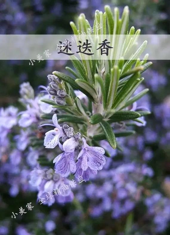 迷迭香精油：头发护理的神奇之选