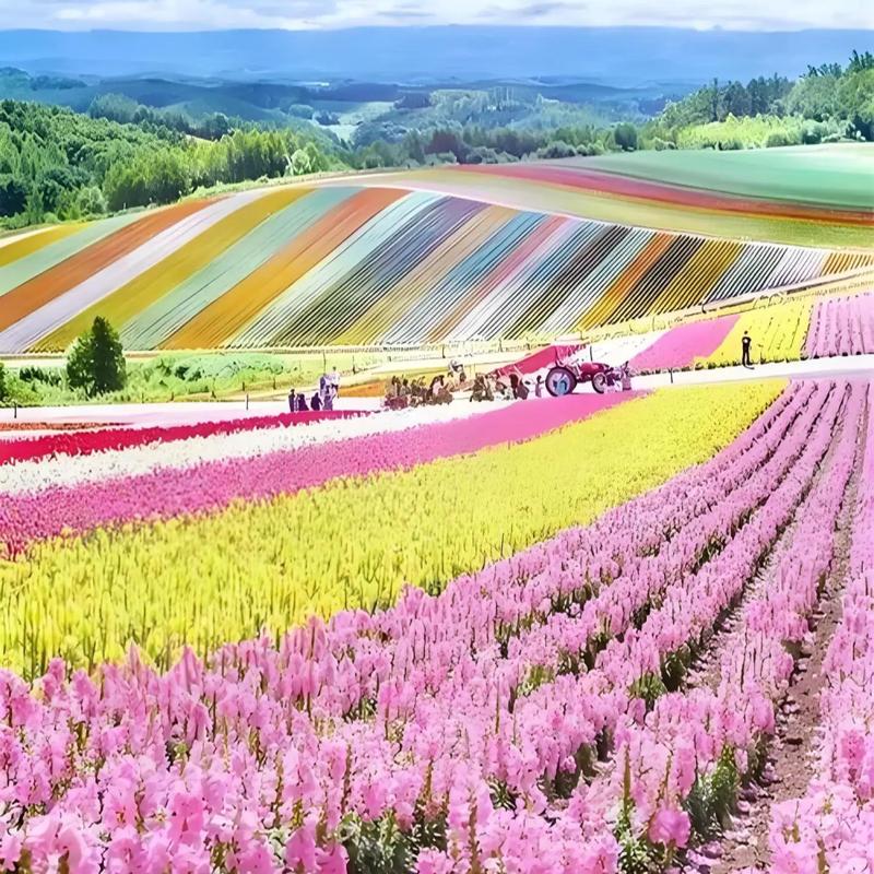蔚然花海：大自然的绝美画卷