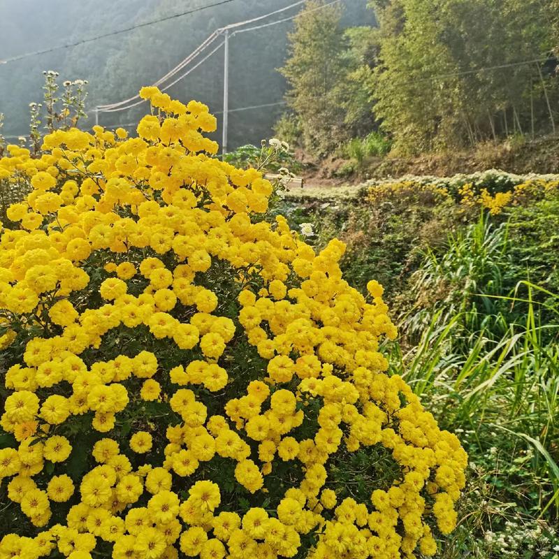 东篱菊园：诗意栖居的心灵净土