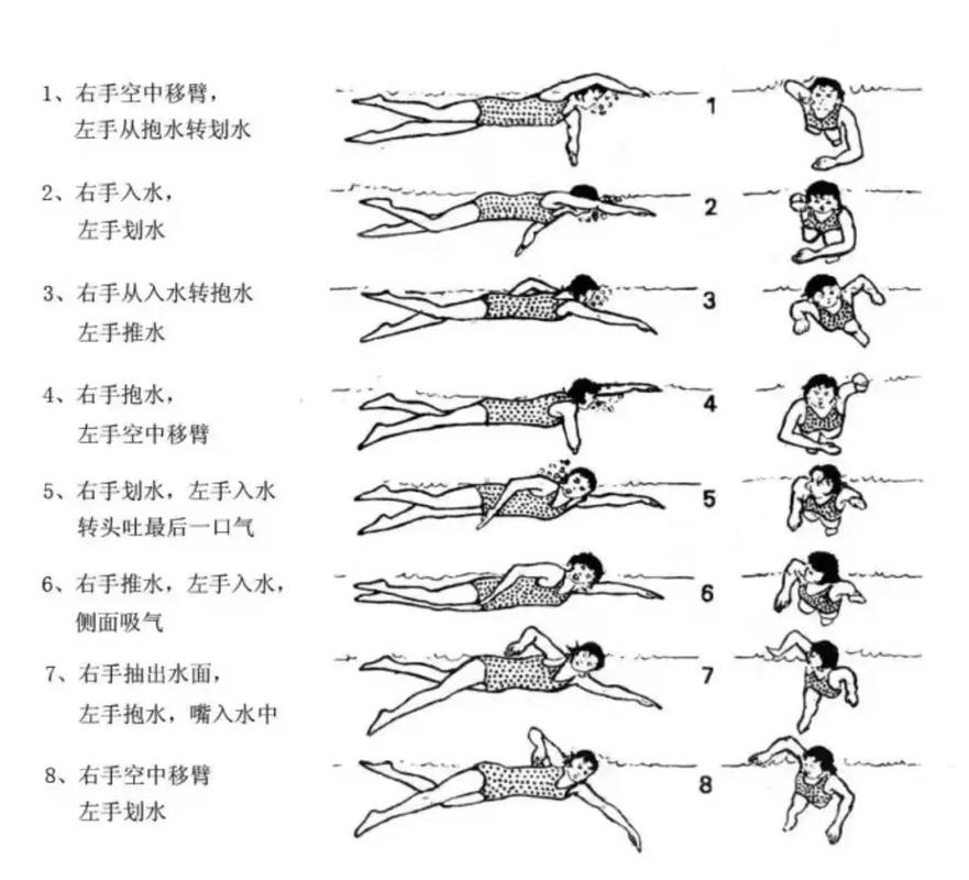 详细阅读:自由泳训练全攻略:从基础入门到进阶提升 自由泳训练全攻略:从基础入门到进阶提升