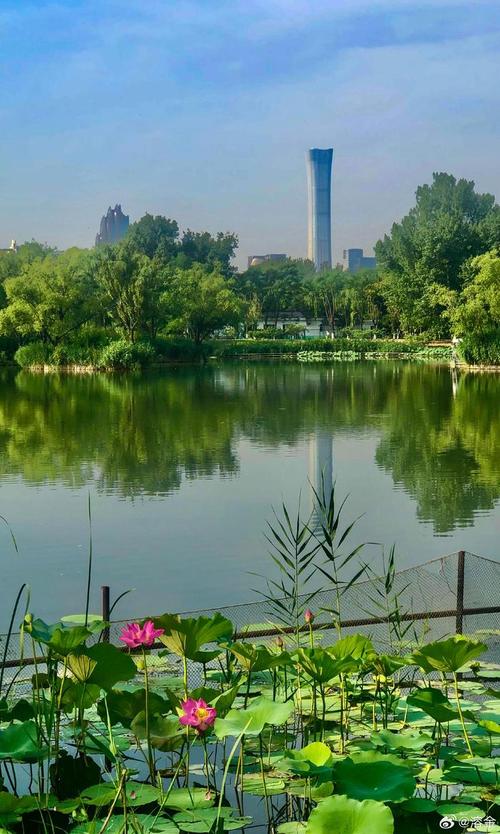 探索朝阳公园的绿色奇迹：北京的都市绿洲