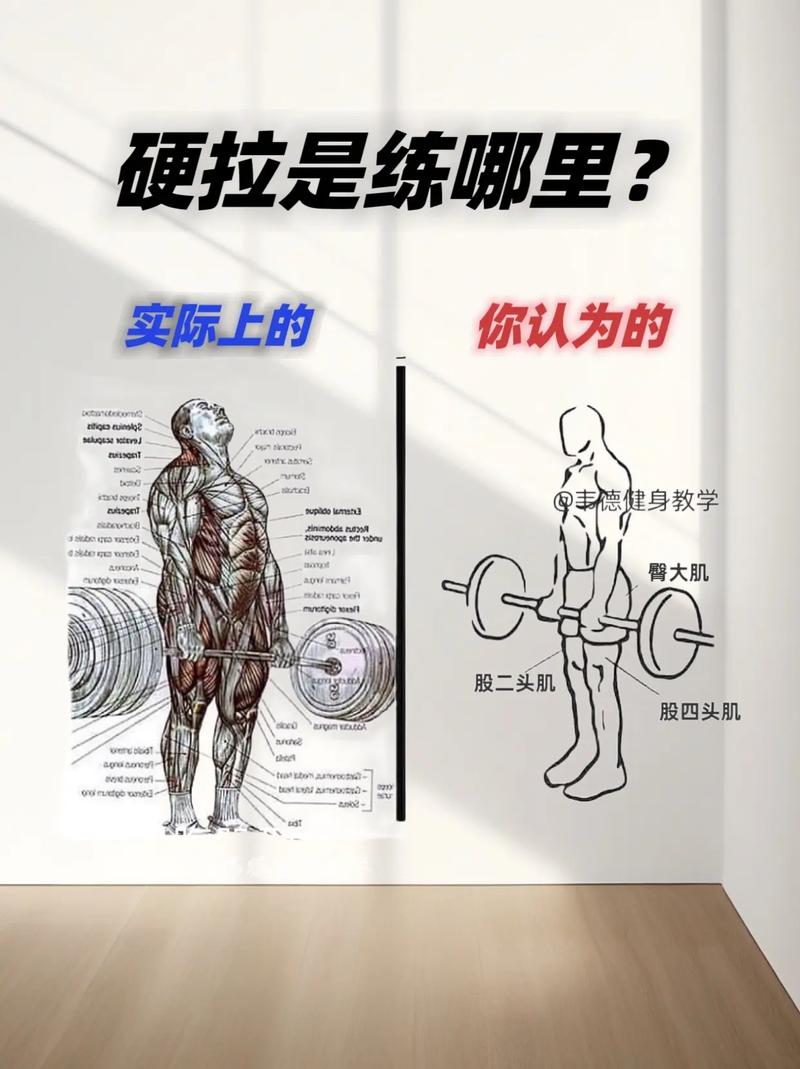 详细阅读:硬拉技巧与练习指南:解锁力量与体态的秘诀 硬拉技巧与练习指南:解锁力量与体态的秘诀