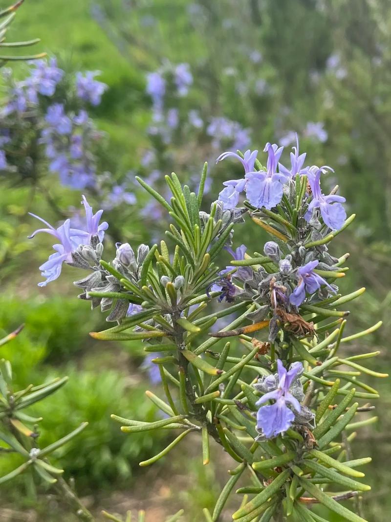 详细阅读:迷迭香:芬芳与记忆的交织 迷迭香:芬芳与记忆的交织