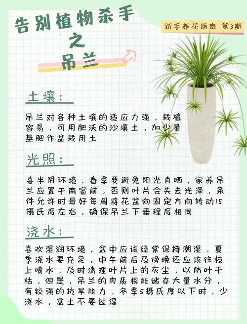 详细阅读:吊兰养护指南 吊兰养护指南
