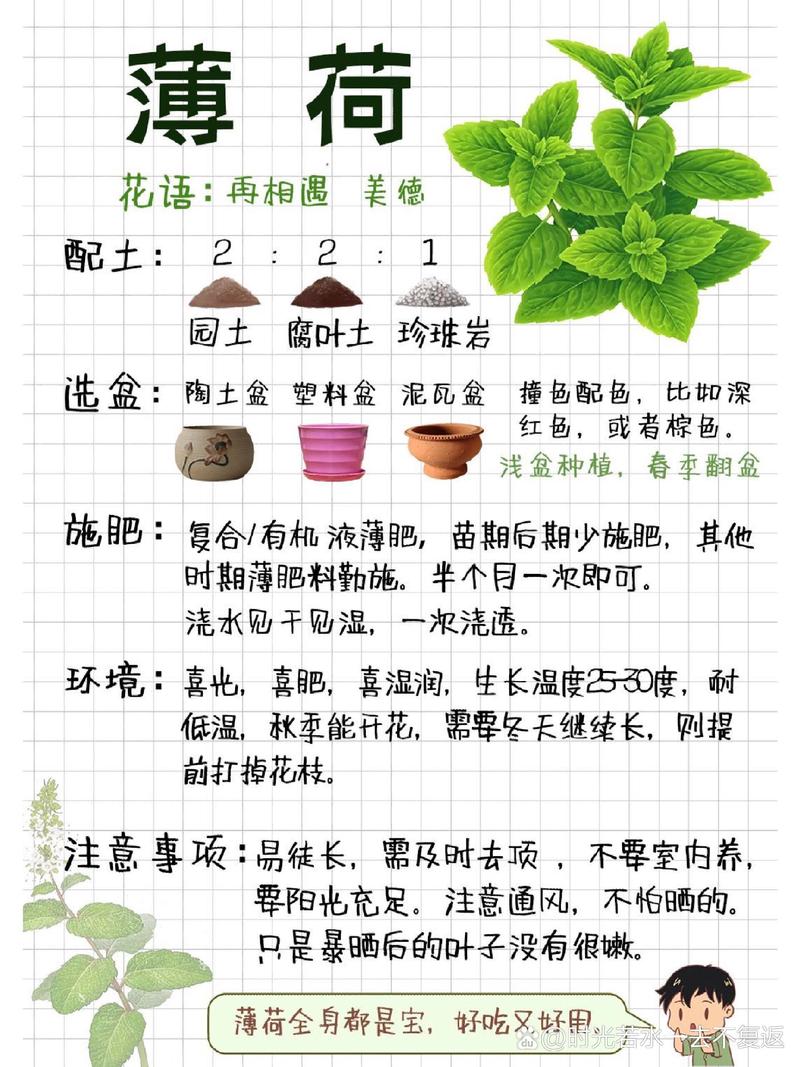 详细阅读:薄荷种植指南 薄荷种植指南