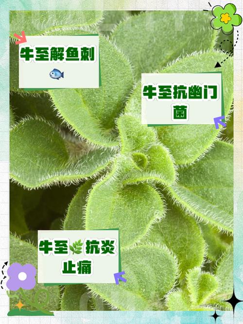详细阅读:牛至末:自然馈赠的芬芳宝藏 牛至末:自然馈赠的芬芳宝藏