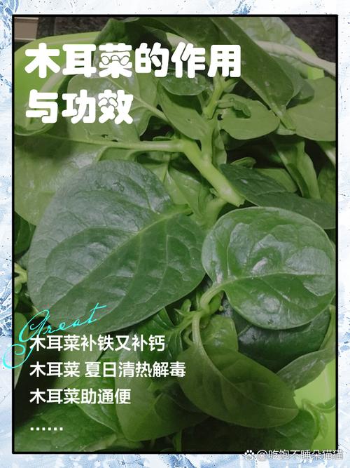 木耳菜末：舌尖上的清新雅韵与养生瑰宝