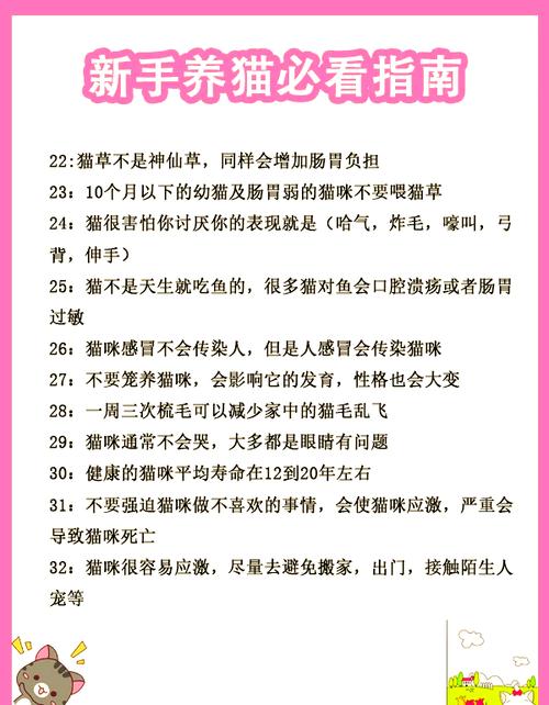 猫咪日常护理全攻略：打造健康快乐的喵星人生活