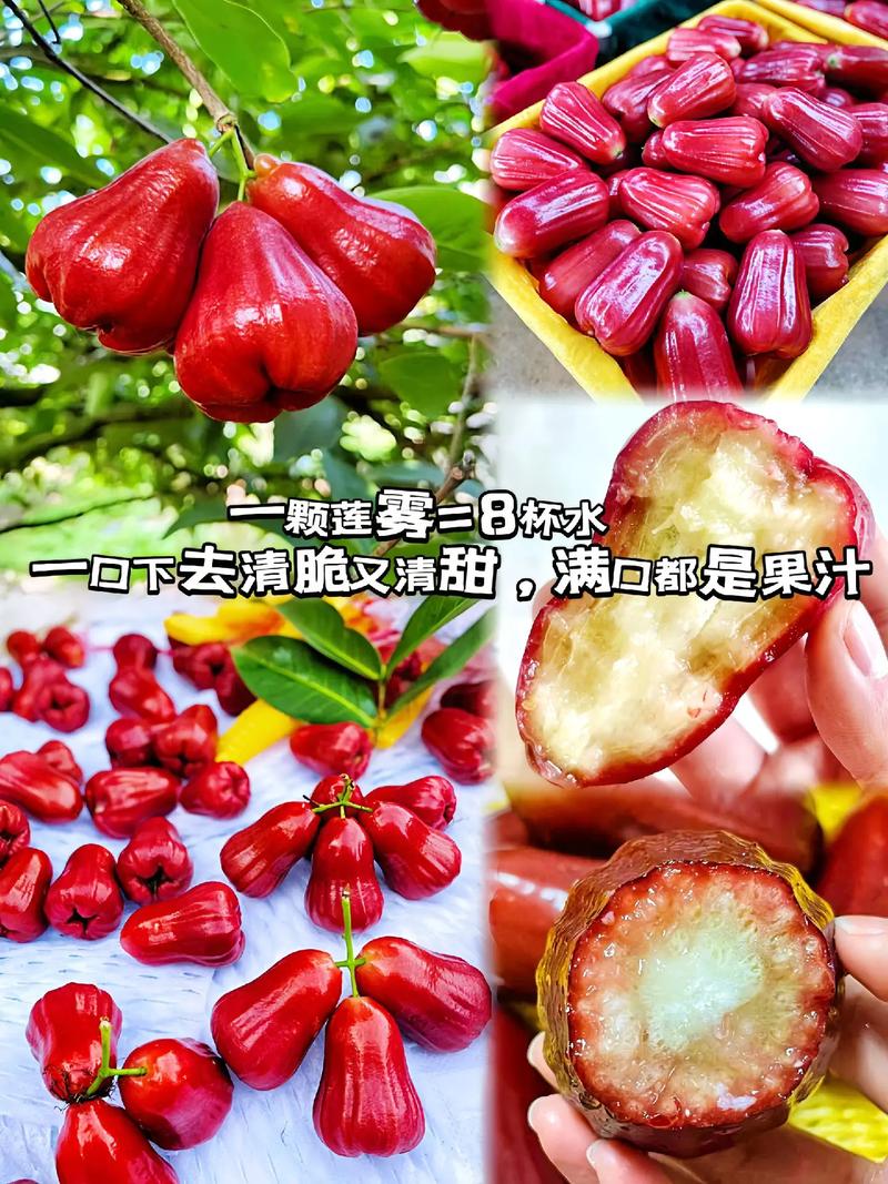 莲雾酱：热带水果的别样魅力与独特风味
