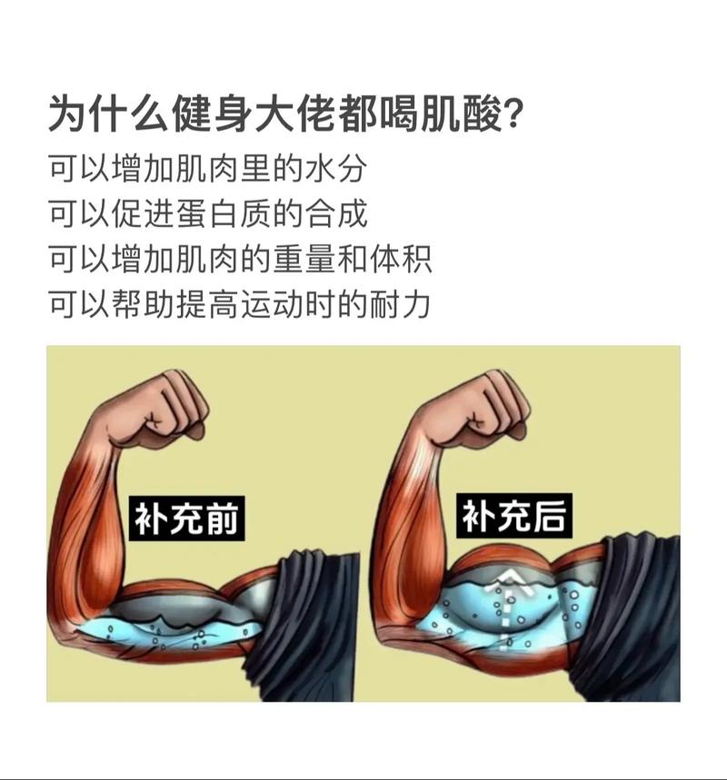 肌酸：肌肉能量的“发动机”与健康增益的“秘密武器”