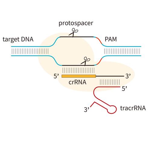 CRISPR-Cas9：基因编辑的“神奇剪刀”