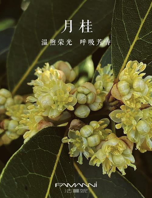 月桂叶茶：古老植物的现代魅力