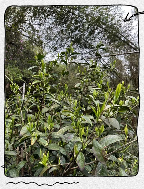 马齿苋茶：自然之味，健康之选