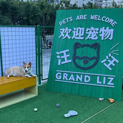 宠物活动空间：宠物的快乐天地与主人的心灵港湾