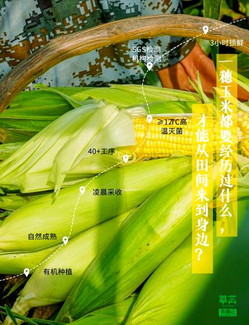 玉米：从田间到餐桌的奇妙之旅