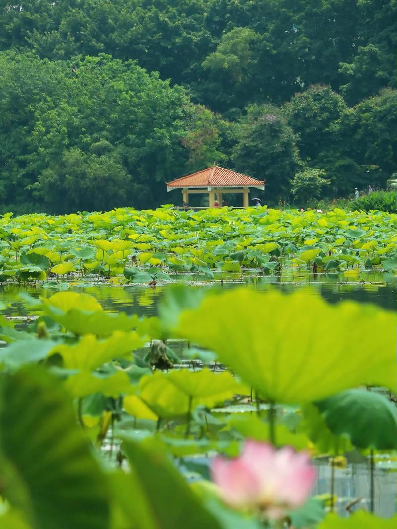 详细阅读:洪湖公园:荷韵悠扬,诗意盎然的都市绿洲 洪湖公园:荷韵悠扬,诗意盎然的都市绿洲