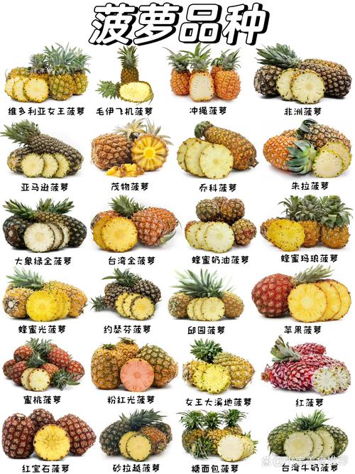 详细阅读:菠萝:热带水果中的奇妙存在 菠萝:热带水果中的奇妙存在