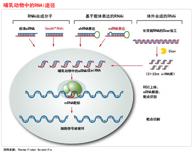 基因编辑：生物科技的神奇“剪刀”，改写生命蓝图的前沿技术