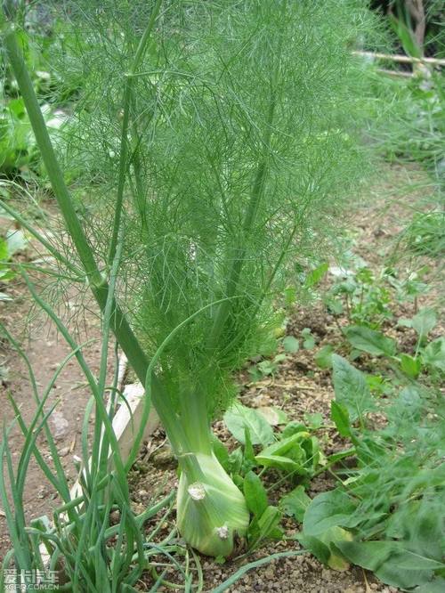 孜然：香料中的璀璨明珠