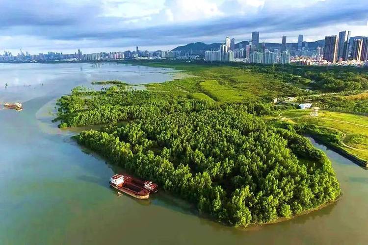 福田红树林生态公园：城市绿肺中的自然奇境