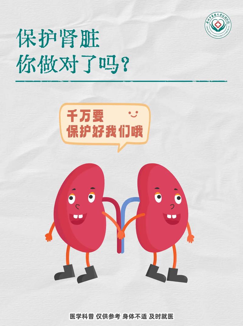 肾脏：生命之源的守护者