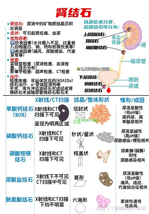 肾结石：解析肾脏“顽石”的奥秘与应对