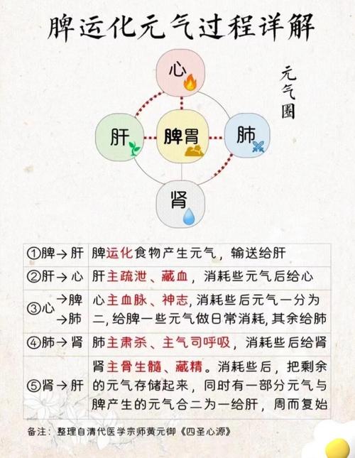 详细阅读:深度解析:强脾养生要点 深度解析:强脾养生要点