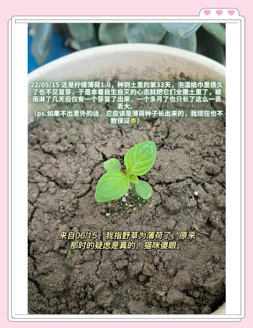 薄荷种植：从种子到清新绿意的奇妙之旅