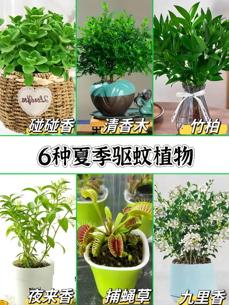 驱蚊植物：天然的家居“护卫”
