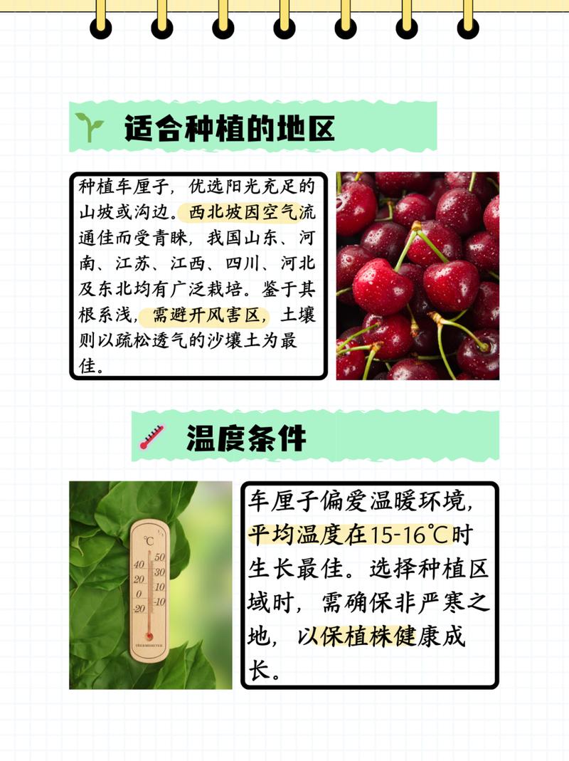 樱桃种植：从基础到收获的全面指南