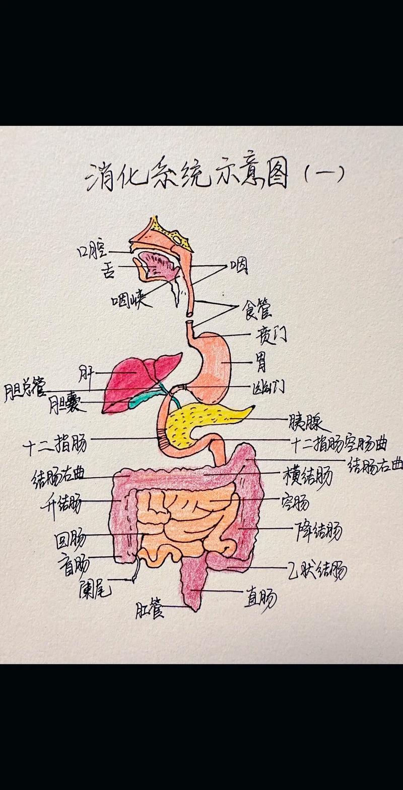食物消化难易程度的奥秘：探寻不同食物在人体中的命运