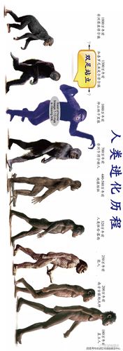 运动历史的学习：探寻人类身体与精神的进化之旅