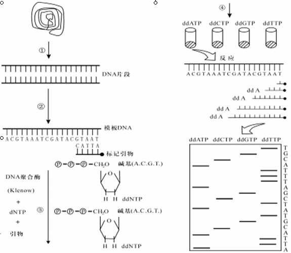 基因测序技术：开启生命科学的“读心术”