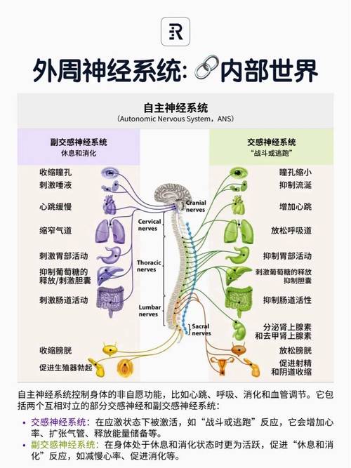 运动与神经系统健康的深度联系：探索身心和谐的奥秘
