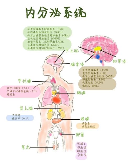 运动与内分泌系统健康的深度关联