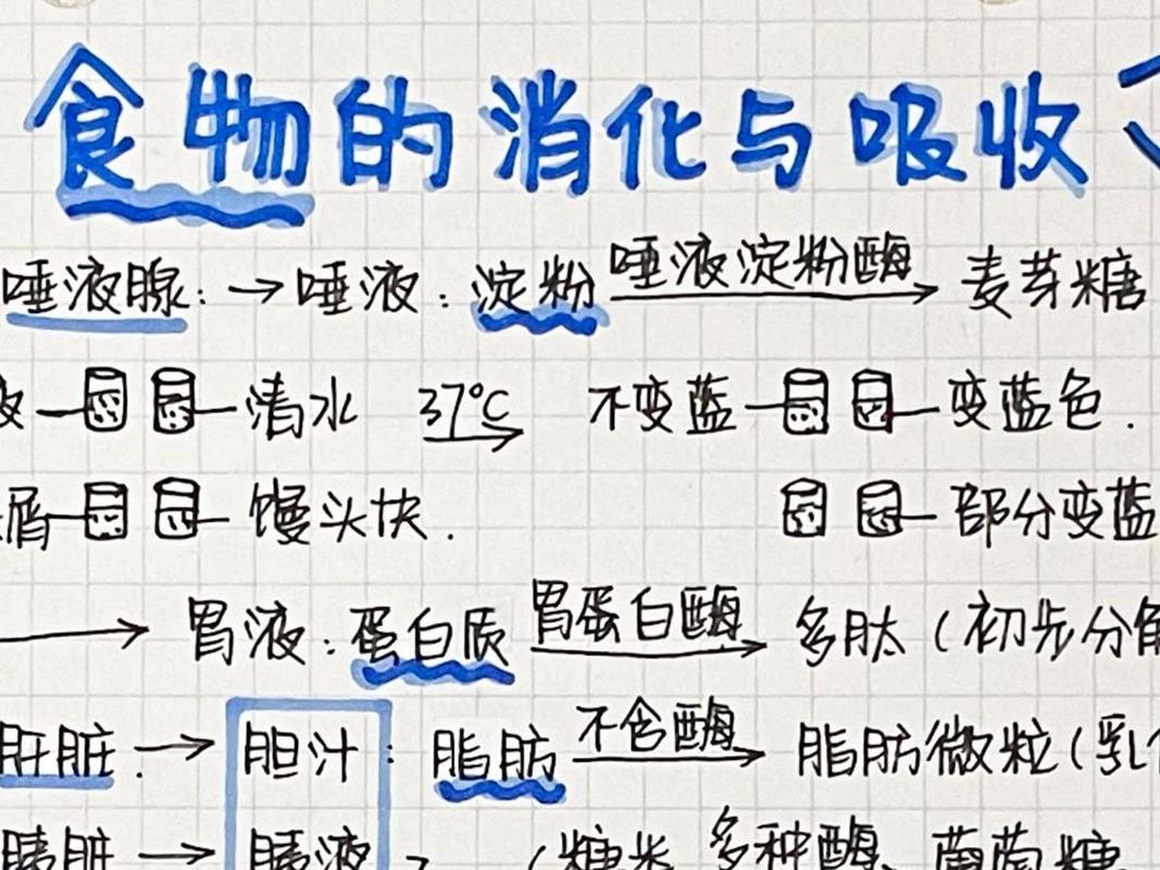 深入探究食物消化吸收效率：多维度解析与优化策略
