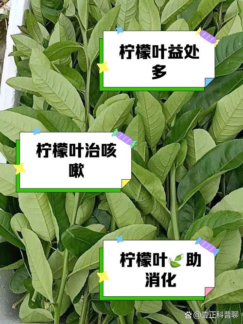 柠檬叶末：自然馈赠中的神奇宝藏