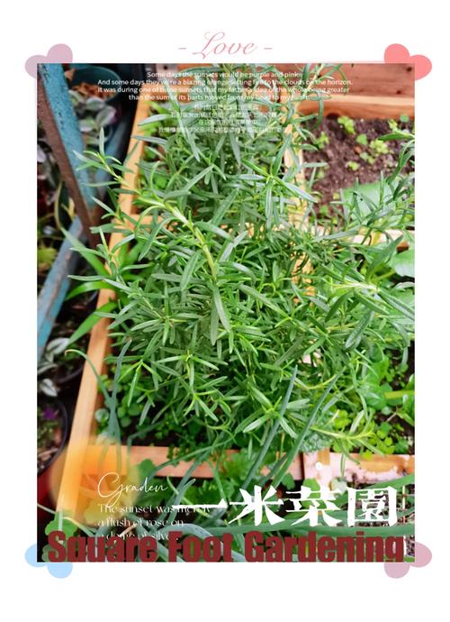 迷迭香种植,迷迭香种植方法及养护