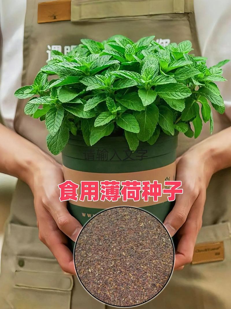 薄荷种植,薄荷种植的方法和注意事项