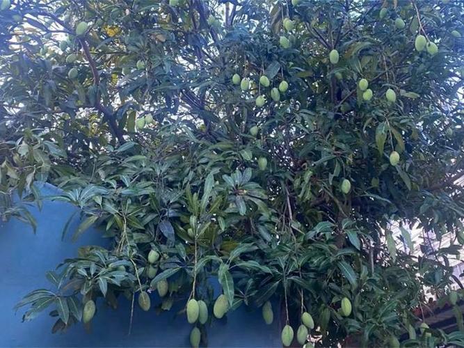 芒果种植,芒果种植条件气候要求