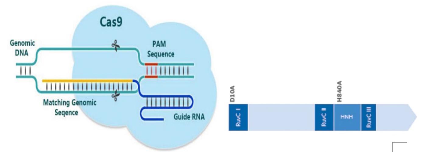 CRISPR,crispr-cas9