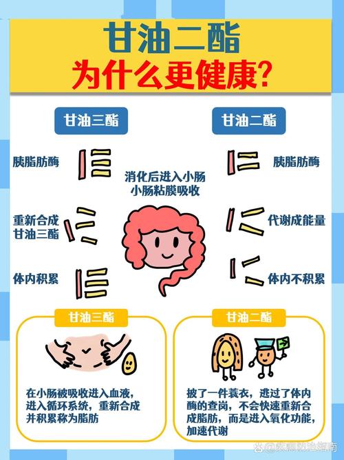 甘油三酯,甘油三酯高是什么意思