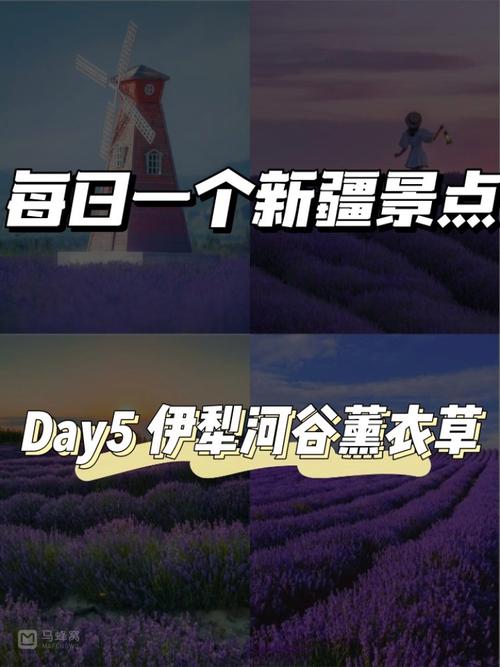 薰衣草种植,薰衣草种植时间和方法