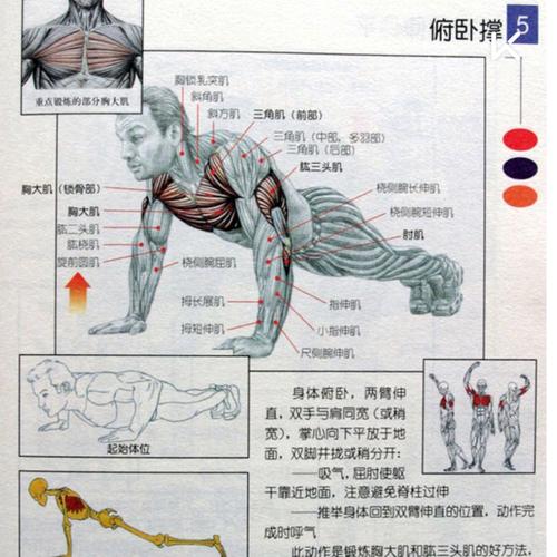 俯卧撑,俯卧撑的正确做法