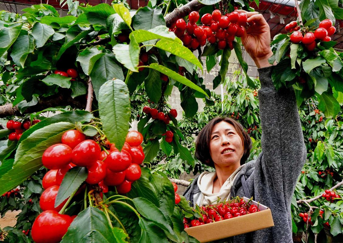 详细阅读:樱桃种植,樱桃种植条件和区域 樱桃种植,樱桃种植条件和区域
