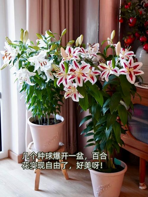 百合种植,百合种植方法和时间